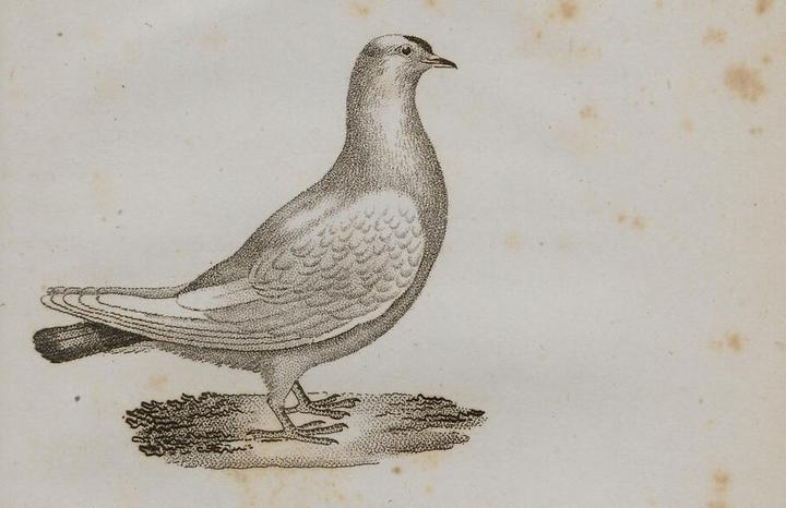 An etching depicting a pigeon standing