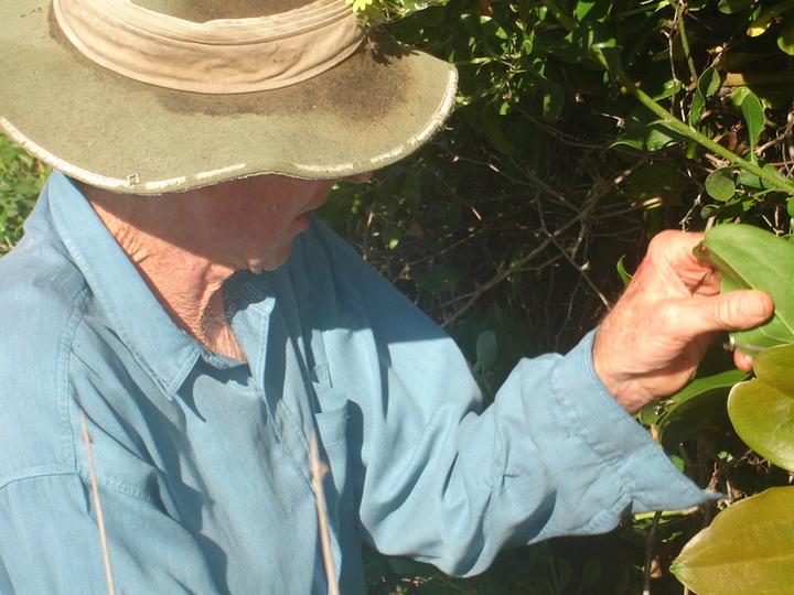 John Lee showing me the bitou bush, his nemesis - it threatened the native flora of his ancient beach