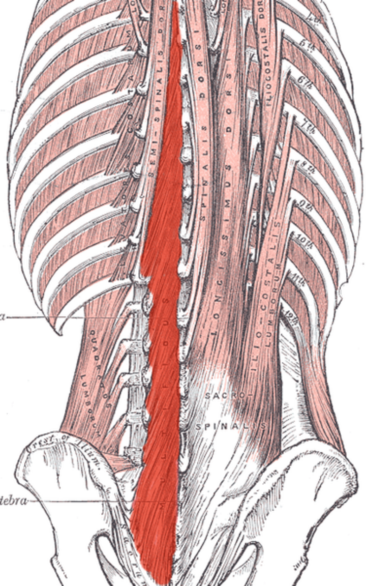 multifidus muscle