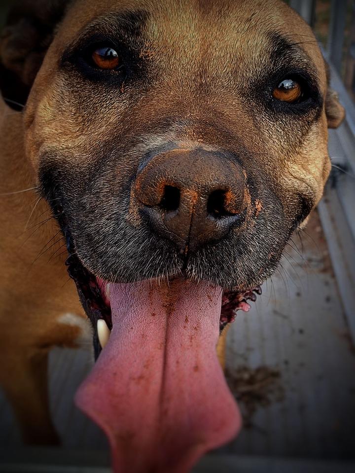 A close up of my dog, Winnie. Her happy muddy face