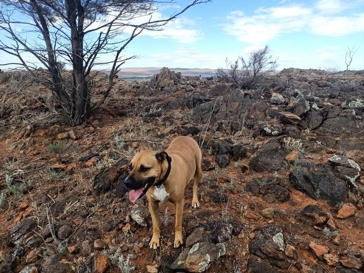 Tan coloured dog on dry rocky hilltop with a distant lake behind