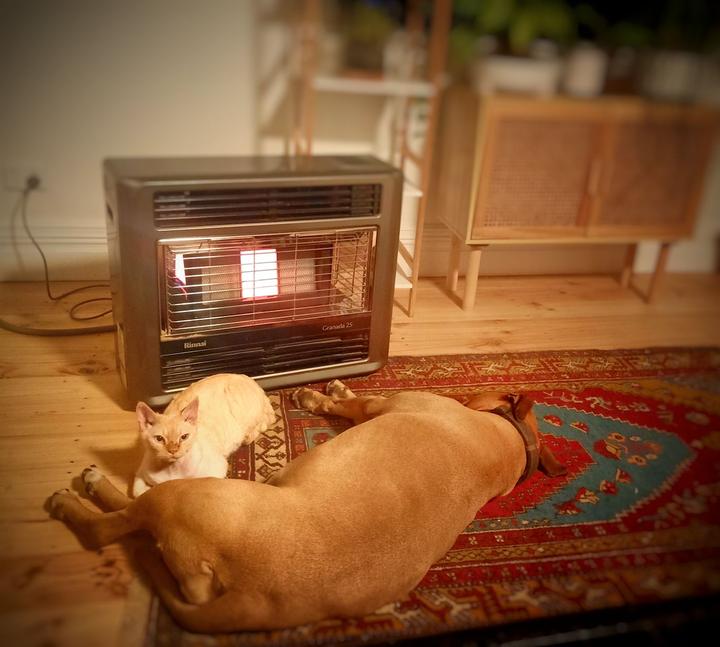 A supine dog and alert cat cozy on a turkish rug in front of a gas heater