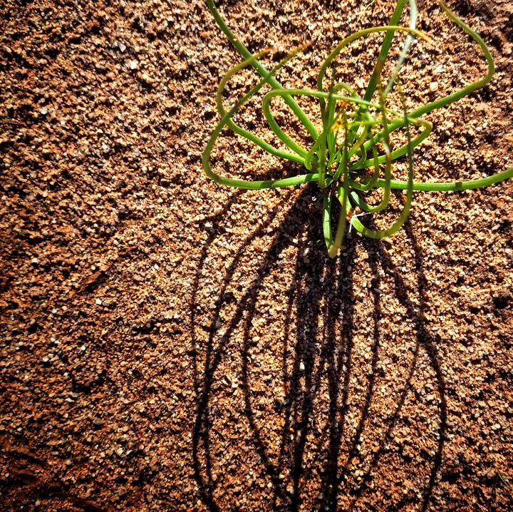 Orange/red sand with a seedling sprouting out, casting a shadow in the sunlight.