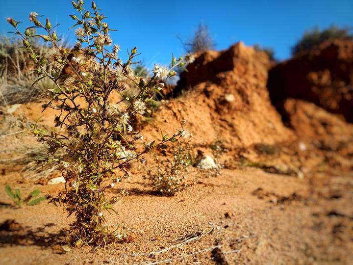 A dried out weed, gone to seed. Growing out of sand with out of focus sand river banks in background