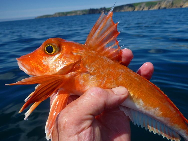 An orange Gurnard fish